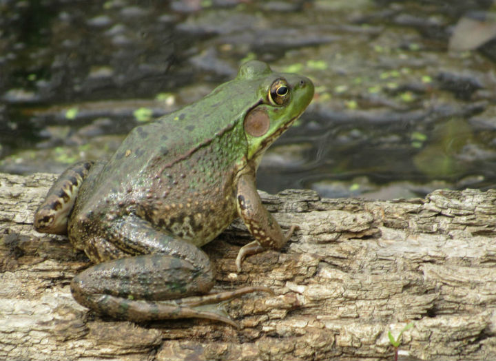 Green Frog